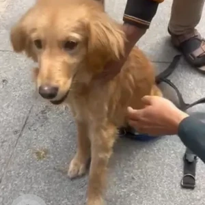 A Brown Indie Dog Found from A block, Dlf phase 1