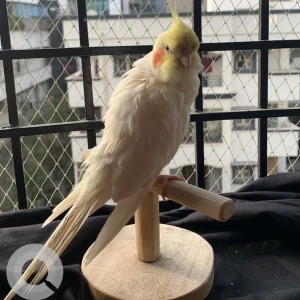 A White Cockatiel Bird Missing from Kothaguda-4