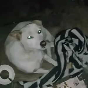 A White Indie Dog Missing from Shalimar Bagh-2