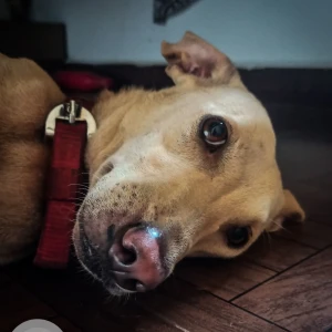 A White-Brown Mix Indie Dog Missing from Camurlim, near Power Gym