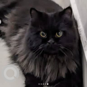 A Black Persian Cat Missing from Bellandur, Bengaluru
