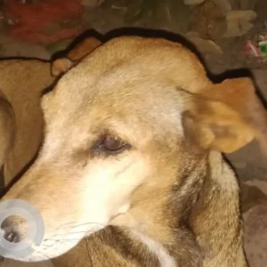 A White-Brown Mix Indie Dog Found from Sanjay van main gate