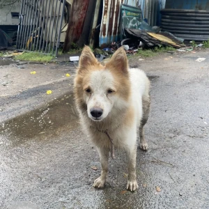 A White-Brown Mix Spitz Dog Found from VGN Mahalakshmi Nagar Arch