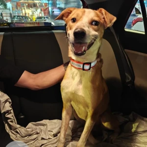 A White-Brown Mix Indie Dog Missing from B2, Paschim Vihar