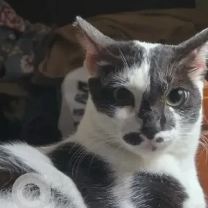 A Black and White Indie Cat Missing from Anna nagar 5th main road, Velachery