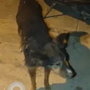 A Black and Brown Indie Dog Missing from Jayanagar 9th block-2