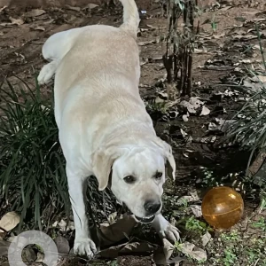 A White Labrador Dog Found from Railway Parallel Road-2