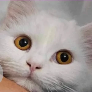 A White Turkish Angora Cat Missing from 14 Al Barrawanah St