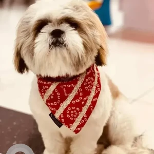 A White-Brown Mix Shih Tzu Dog Missing from HBR layout, 5th main road