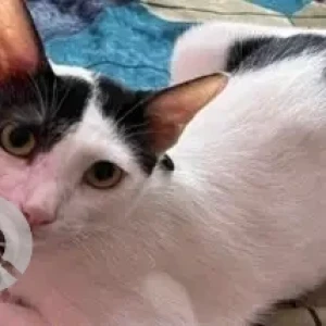 A Black and White Indie Cat Missing from Chennai