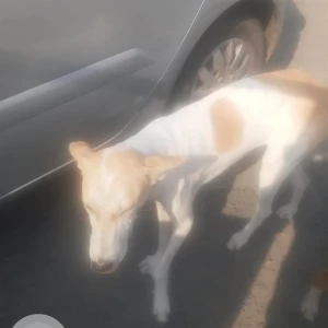 A White-Brown Mix Indie Dog Missing from High Park Society, NIBM Undri road-2