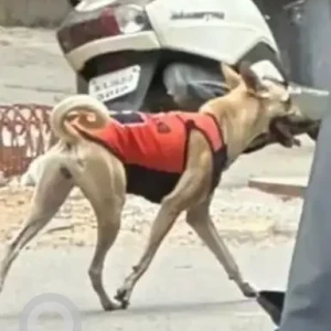 A White-Brown Mix Indie Dog Found from Koramangala, Bengaluru