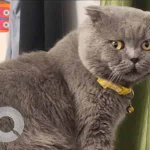 A Grey British Shorthair Cat Missing from BANIYAS EAST