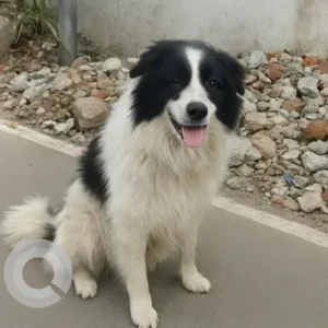 A Black and White Indie Dog Found from Pavendar Nagar, Kattupakkam