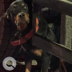 A Black and Brown Rottweiler Dog Found from Perambur
