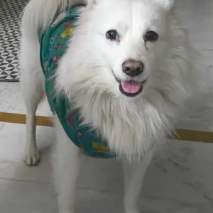 A White Pomeranian Dog Missing from Sahibabad