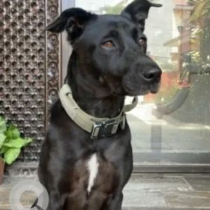 A Black Mix Dog Missing from European Bakery, Baluwatar