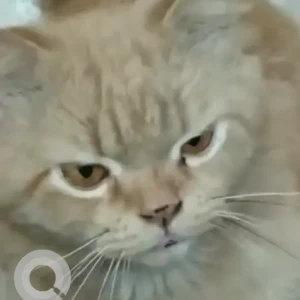 A Orange Persian Cat Missing from Chandra layout-2