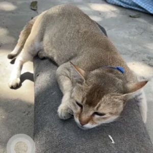 A Light Brown Domestic Shorthair Cat Missing from Lokanthali Manohara Park, Bhaktapur-3