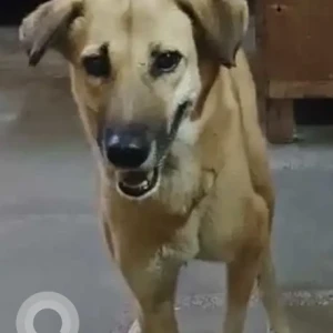 A Black and Brown Indie Dog Missing from Balco Taxi Stand, Patparganj-2