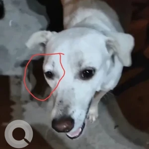 A White Indie Dog Missing from Gujranwala Town, New Delhi