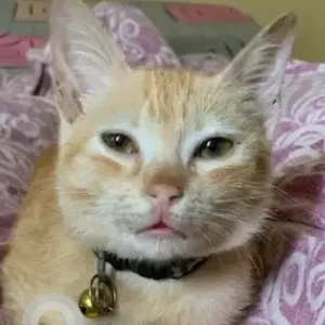 A White-Brown Mix Ginger Cat Missing from Mahaganapathy Nagar