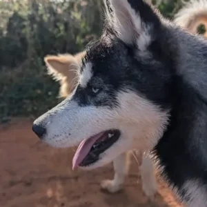 A Grey-White Mix Husky Dog Missing from Bandra palihill-4