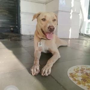 A White Indie Dog Missing from New Delhi