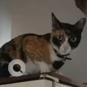 A Black and White Calico Cat Missing from Neelamber bldg-2