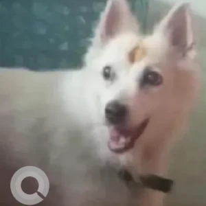 A White Pomeranian Dog Missing from Akkayyapalem-2