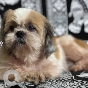 A White-Brown Mix Shih Tzu Dog Missing from Hoskerehalli, Eshwari school