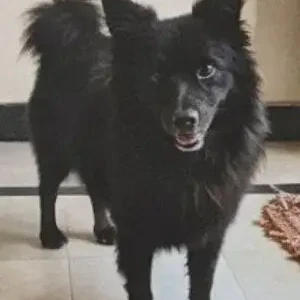 A Black Pomeranian Dog Missing from Hyderabad
