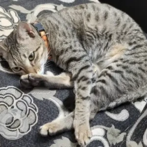 A Grey Tabby Cat Missing from Canara Bank Apartment-3