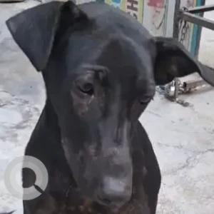 A Black Indie Dog Missing from Kalka Ji/Nehru Place