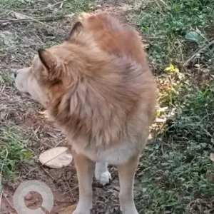 A White-Brown Mix Indie Dog Missing from Gaurisagar, Dikhoumukh-3