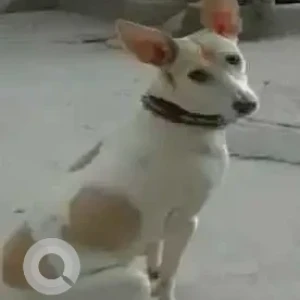 A White-Brown Mix Indie Dog Missing from New Delhi