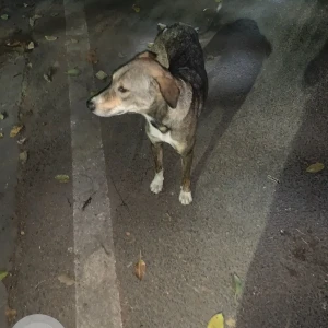 A White-Brown Mix Indie Dog Found from New Delhi-2