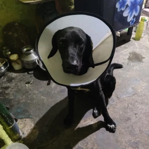 A Black Indie Dog Missing from Jahangirpuri