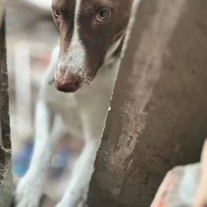 A White-Brown Mix Indie Dog Missing from Kalyani road-2