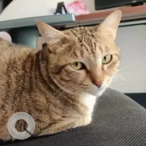 A Black and Brown Indie Cat Missing from Indus Signature Apartment