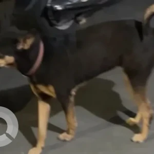 A White-Brown Mix Indie Dog Missing from Model Colony Shivajinagar-2