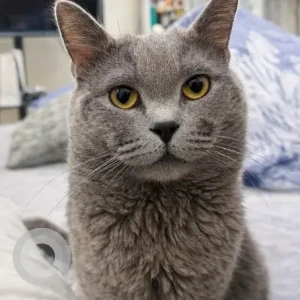 A Grey British Shorthair Cat Missing from Fatima Building, NR Silver Sands 2, Mankhool