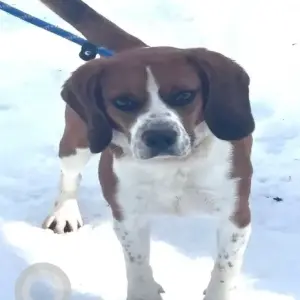 A White-Brown Mix Beagle Dog Found from Brockelman Rd./Hilltop Rd. near Lancaster Town Forest