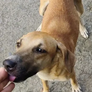 A White-Brown Mix Indie Dog Missing from Baner, Pune-2