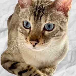 A Other Snow Lynx Bengal Cat Missing from Dubai Hills, near golf club