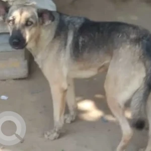 A Black and Brown Indie Dog Missing from Sector 67, Gurugram