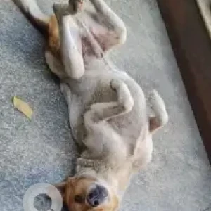 A White-Brown Mix Indie Dog Missing from RMV enclave entrance-2