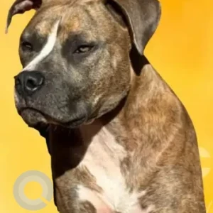 A White-Brown Mix Pitbull Mix Dog Missing from Pond Meadow Road, Killingworth