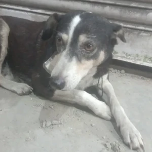 A Black and White Indie Dog Missing from Sector 20, Kopar khairane