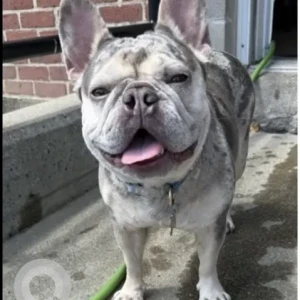 A Grey French Bulldog Dog Missing from Monroe Dr/Filmore St/Tremblays Bus